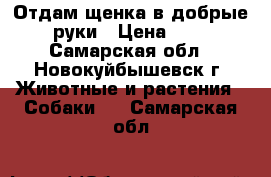 Отдам щенка в добрые руки › Цена ­ 1 - Самарская обл., Новокуйбышевск г. Животные и растения » Собаки   . Самарская обл.